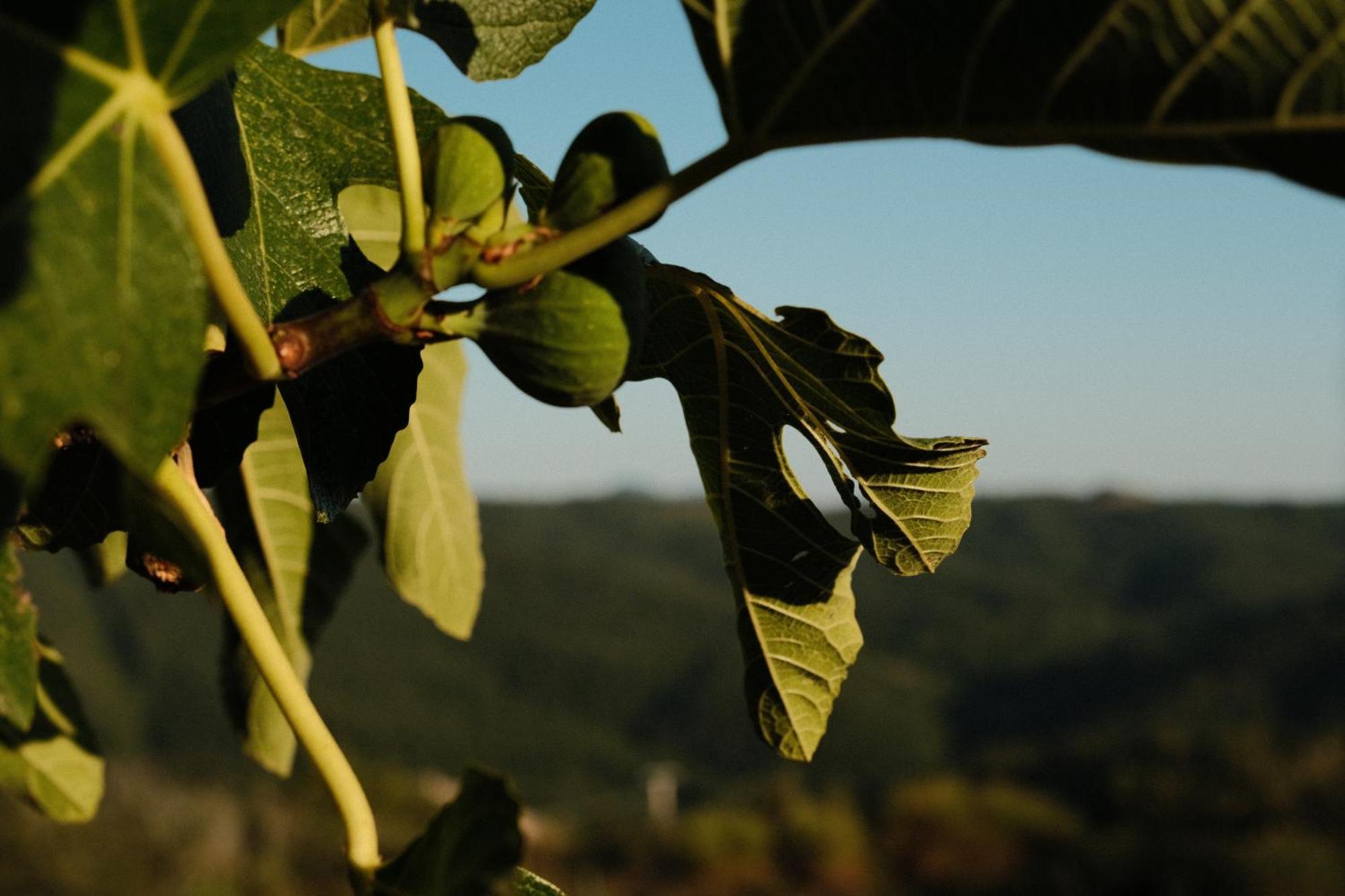 Vin Hotel - Wine Resort And Agriturismo 몬티에리 외부 사진